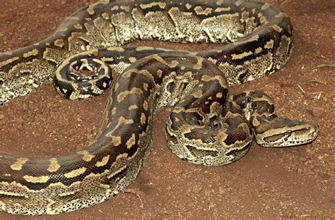 African Rock Python Facts and Pictures | Reptile Fact