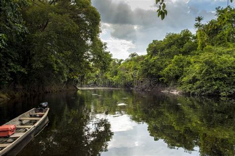 Paisaje Natural En La Selva Del Amazonas, Venezuela Imagen de archivo ...