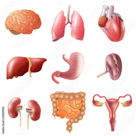 Human Organs Set - Buy this stock vector and explore similar vectors at ...