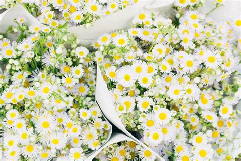 "Bouquets Of Shasta Daisies" by Stocksy Contributor "Kristin Duvall ...