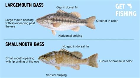 Smallmouth Bass vs Largemouth Bass – What Is The Difference