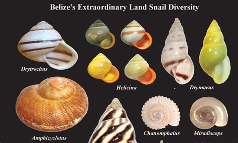 17 New Species of Land Snails Discovered in Belize - Belize Foundation ...