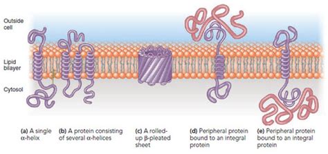 BIOSCI 101 C&MB: Cell membranes, cell junctions and membrane support ...