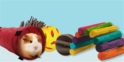 Homemade Guinea Pig Chew Toys | Wow Blog