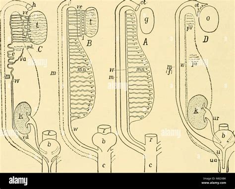 Chordate anatomy (1939) (20584894456 Stock Photo - Alamy