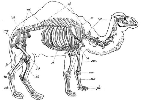 Pin van Pham Nguyen op Animal Anatomy | Beenderen, Skelet, Paarden