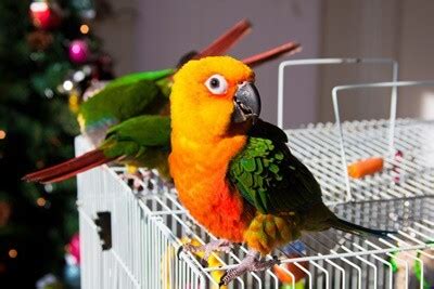 How To Care for A Conure Parrot for Beginners