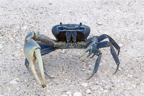 Where to get blue land crabs (Cardisoma guanhumi) : InvertPets