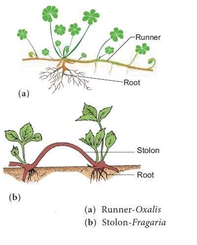 Is stolon a synonym for runner in plants?