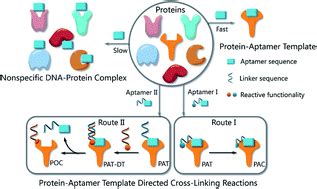 Using modified aptamers for site specific protein–aptamer conjugations ...