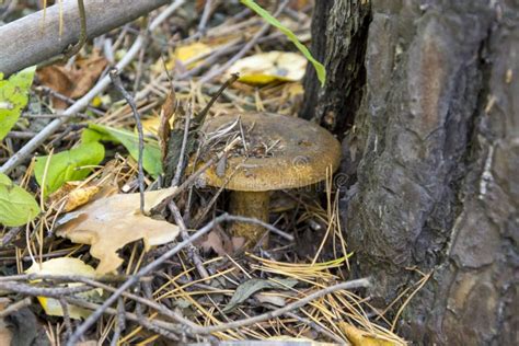 Edible Mushroom Grows Next To a Pine Tree Stock Photo - Image of ...