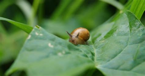 Beginners Guide to Pet Snail Care [Simple] - 903Pets