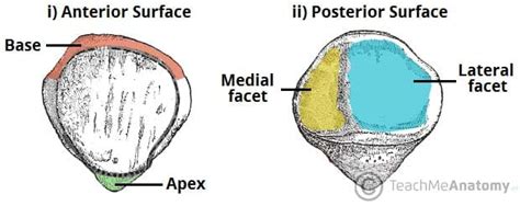 The Patella - Surface Anatomy - Functions - Dislocation - TeachMeAnatomy