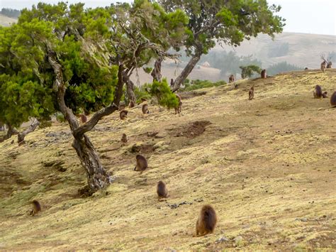 Wildlife - Link Ethiopia