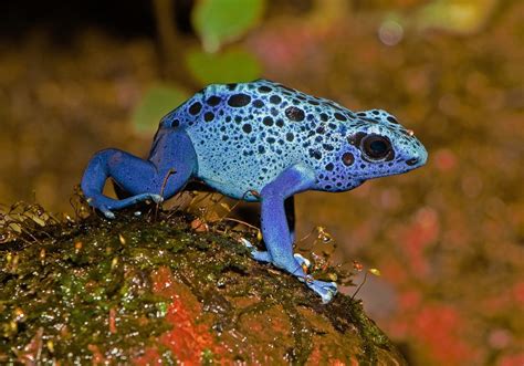 Six Colorful Frogs: Interesting Facts About Attractive Amphibians ...