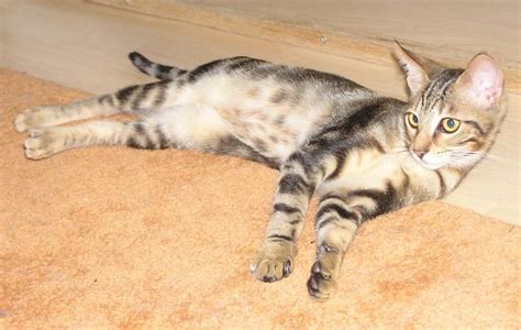 Sokoke Cat Info, Temperament, Care, Training, Pictures