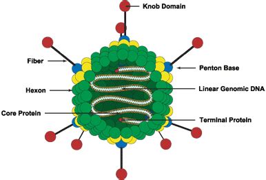 MieDicina: Adenoviridae - Adenovirus