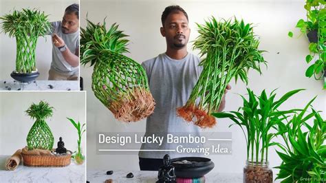 How to Plant Lucky Bamboo - Back Gardener