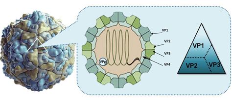 Vaccines for Virus from Picornaviridae Family - Creative Biolabs