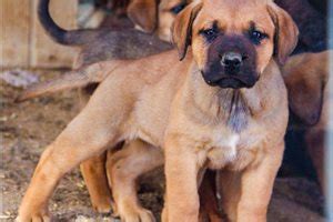 American Bandogge Mastiff Puppies for Sale from Reputable Dog Breeders