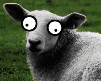 Silly Sheep - Silly GIF - Silly Sheep Upsidedownface - Discover & Share ...