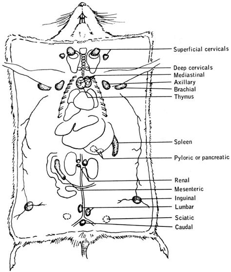 Mouse Anatomy Diagram