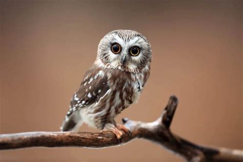 Owls in Arizona (13 Species with Pictures) - Wild Bird World