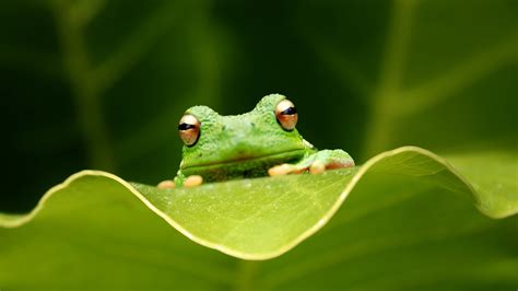 Tree Frog Full HD Wallpaper and Background Image | 1920x1080 | ID:437070