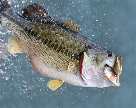 Largemouth Bass – USA Fishing Reports