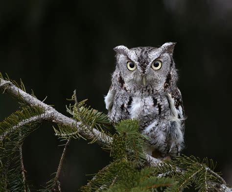 Owls In Kansas: 8 Sunflower State Species To Look For