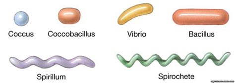 Parts of Bacteria Cell