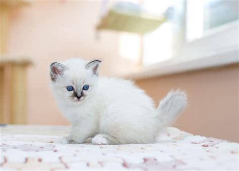 15 things you didn't know about the Birman - Letsgetpet