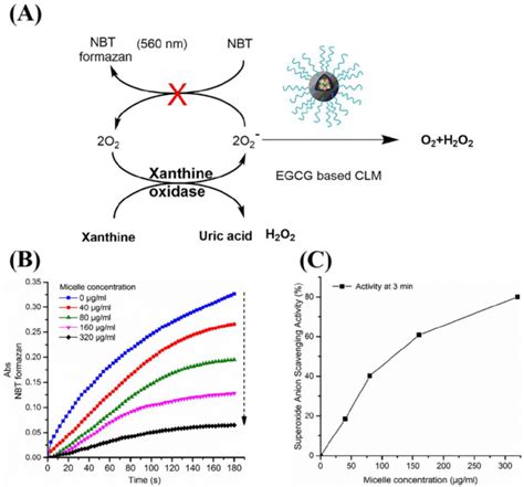 Superoxide scavenging activity of CLM. (A) Illustration of the role of ...