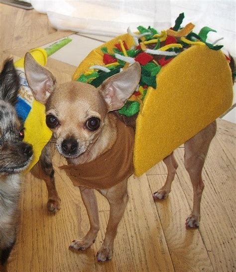 chihuahua in a taco costum #chihuahua in a taco costume | Cute dog ...