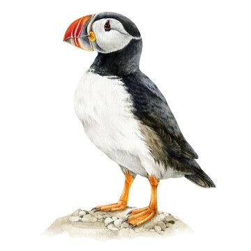 Tufted Puffin Drawing