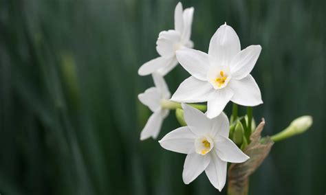 Narcissus vs Daffodil: Is There a Difference? - A-Z Animals