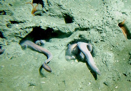 Pacific Hagfishes ~ MarineBio Conservation Society