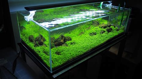 Aquarium planté facile