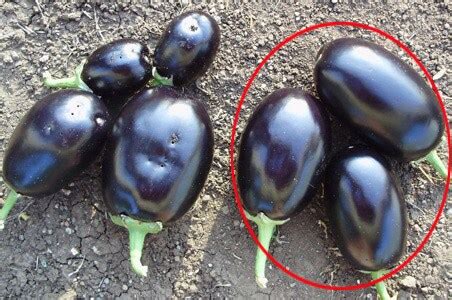 The pros and cons of Bt Brinjal