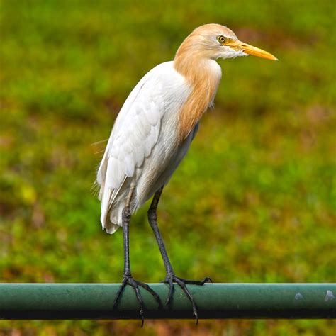 Eastern Cattle Egret in Breeding Plumage | BirdForum