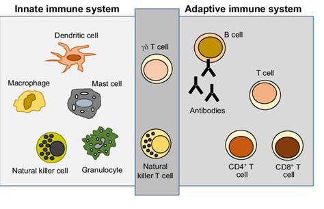 Cells of the innate and adaptive immune systems. The innate immune ...