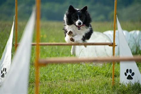 Border Collie On Agility Course Stock Image - Image of hoop, domestic ...