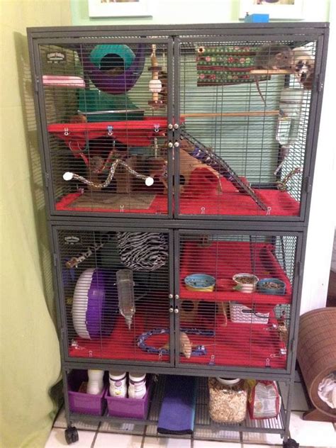 Rat Cage setup ideas from Ratgirl44 on YouTube Pet Rodents, Pet Rats ...