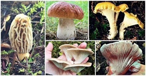 5 Easy to Identify Edible Mushrooms