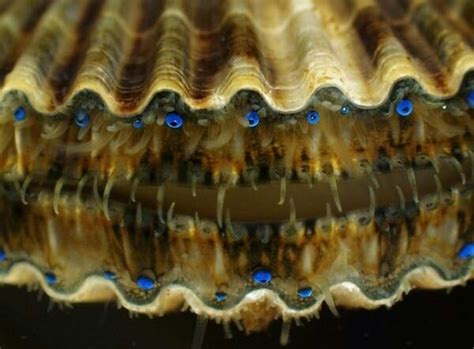 Scallop Eyes | Scallop, Scallops, Invertebrates