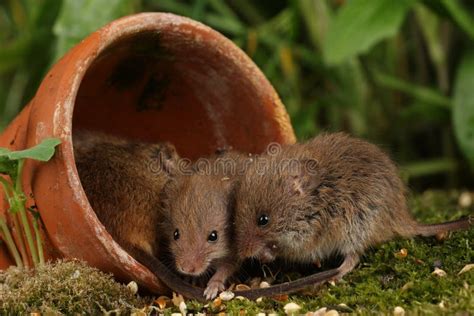 Harvest Mice in Natural Habitat Stock Photo - Image of climbing, mammal ...