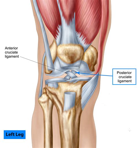 Blog | Coastal Orthopedics | pcl injury test