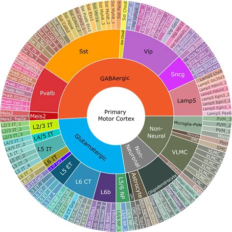 An Inventory of All the Brain Cells That Let You Run, Jump and Roll ...