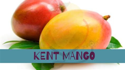 Kent Mango- Origin, Characteristics, Nutrition, Amazing Benefits ...