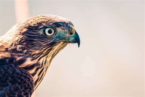 Falcon Closeup 4k, HD Birds, 4k Wallpapers, Images, Backgrounds, Photos ...